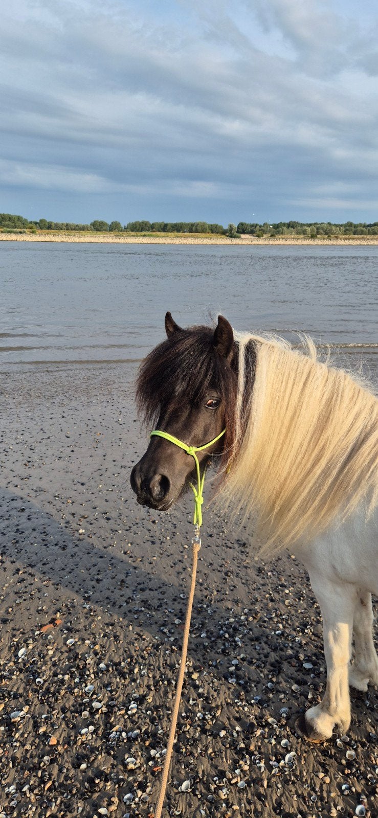 Ruitertje / bijrijder gezocht, Dieren en Toebehoren, Paarden en Pony's | Overige Paardenspullen, Ophalen