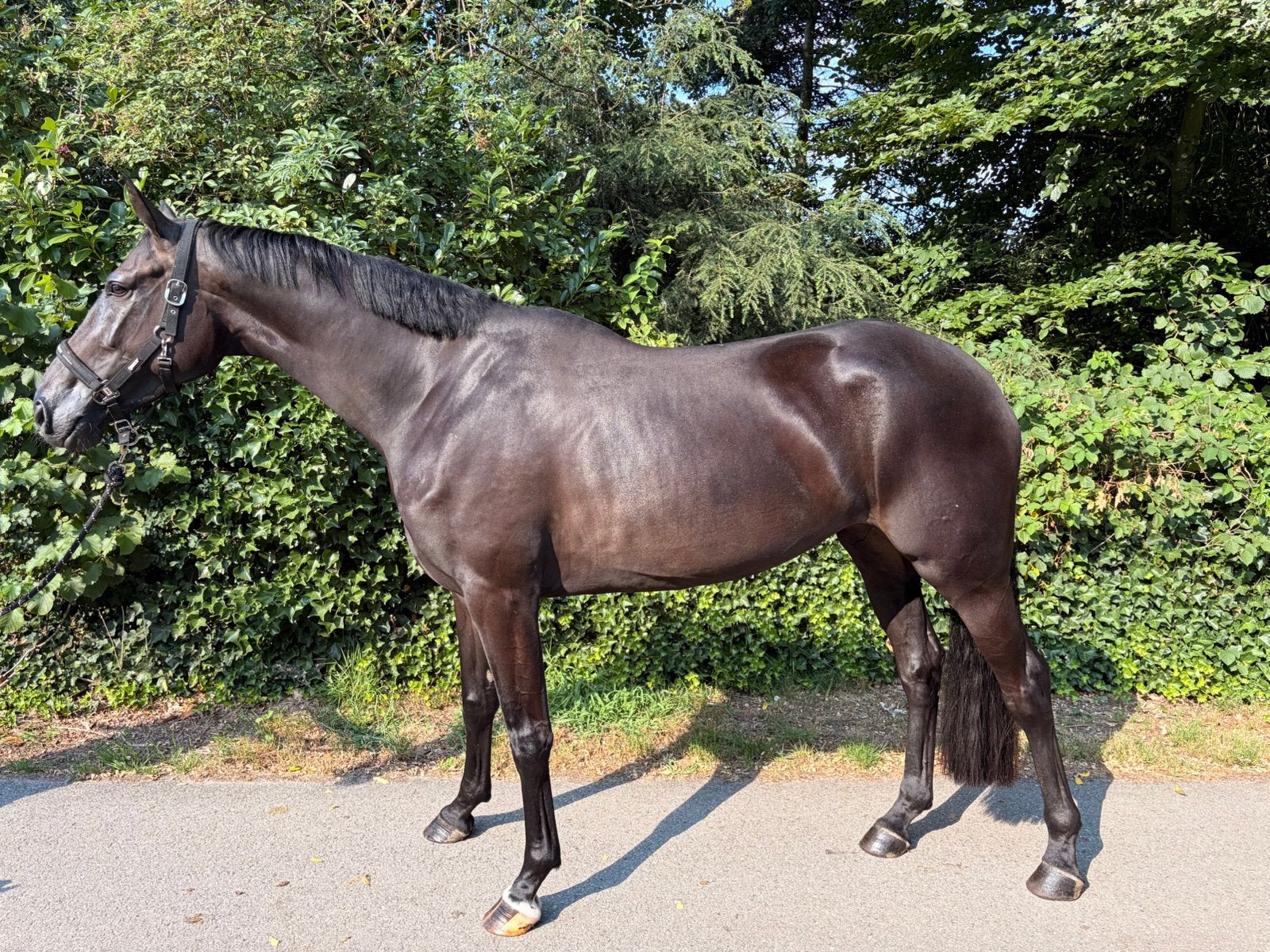 4jr Fontaine TN x Lord Leatherdale fokmerrie/draagmerrie, Dieren en Toebehoren, Paarden, Merrie, Dressuurpaard