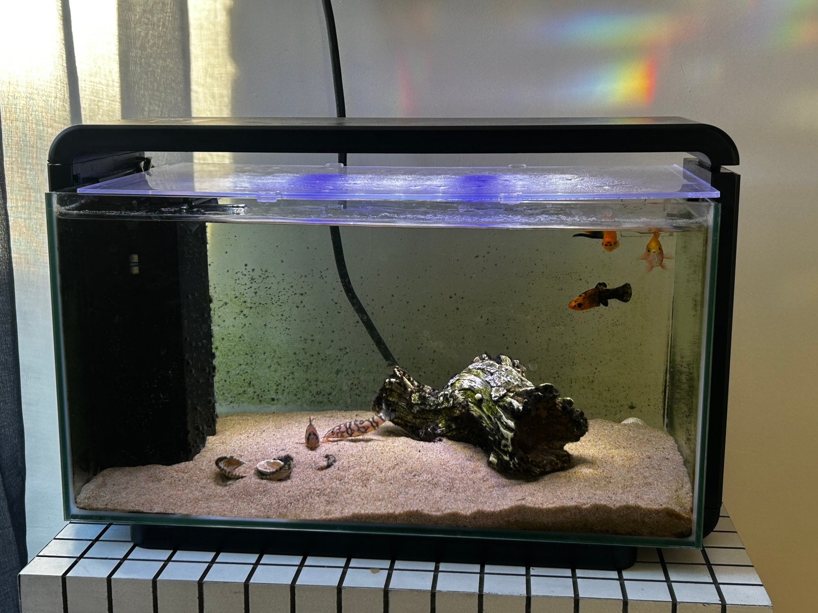 Aquarium met 4 warm water vissen te koop, Ophalen, Zo goed als nieuw, Gevuld zoetwateraquarium
