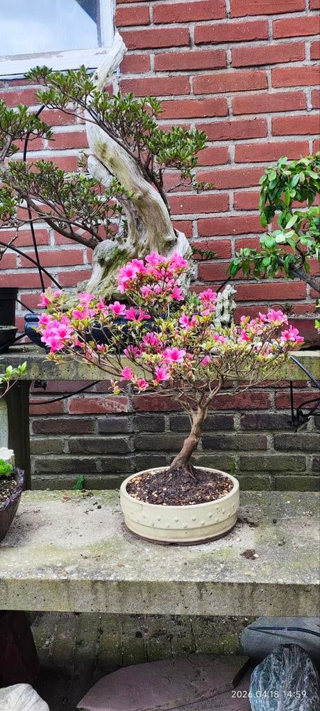 japnese Azalea €95, Halfschaduw, Lente, Minder dan 100 cm, Overige soorten