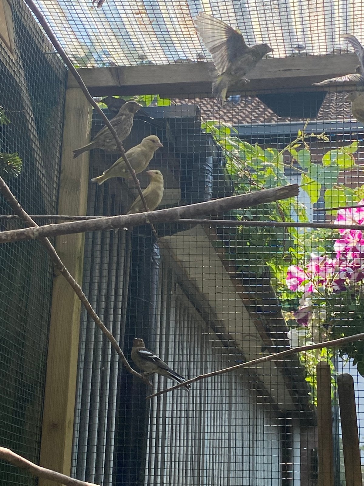 6 Groenlingen en 6 Europese vink EK 2026, Meerdere dieren, Wildzangvogel, Geringd