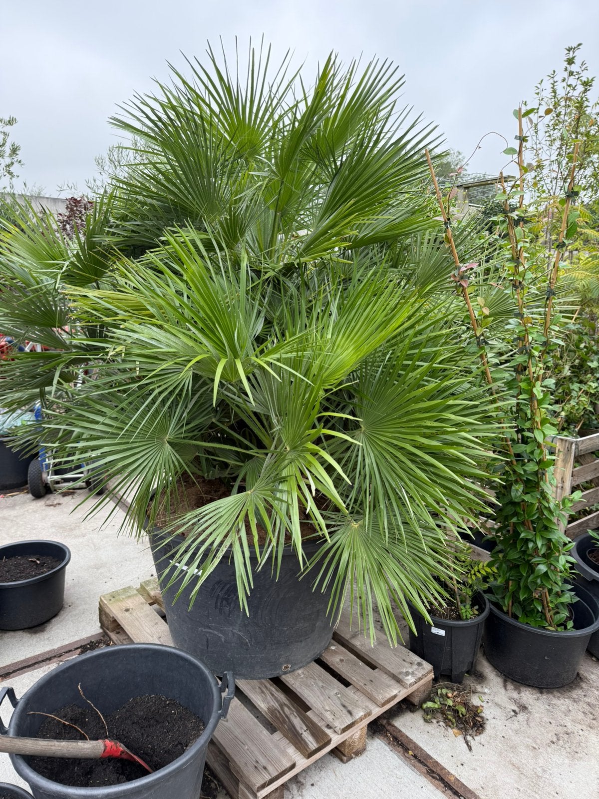 Prachtige palm super dik chamearops wie wil hem niet ? 595,-, Bloeit niet, Overige soorten, 100 tot 250 cm, Ophalen