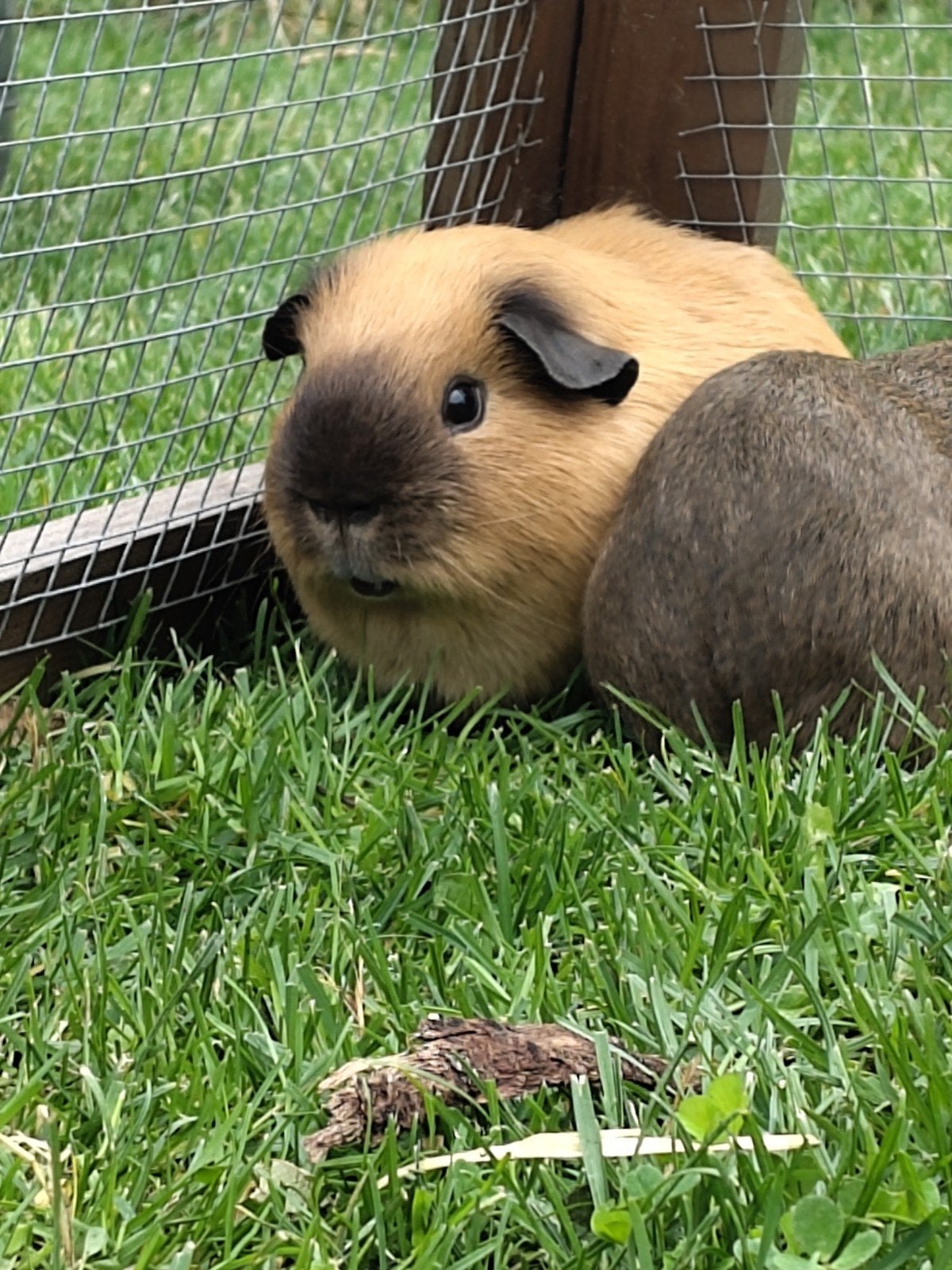 California beertje crème, Cavia, Mannelijk, Januari, Tam