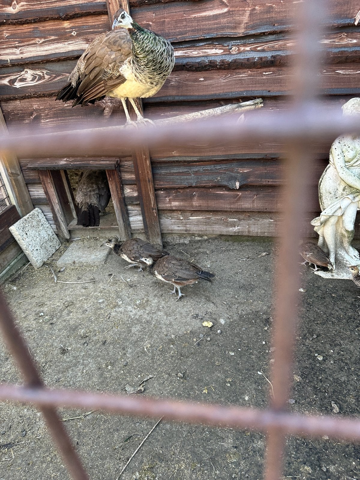 Familie pauwen te koop, Dieren en Toebehoren, Geslacht onbekend, Overige soorten