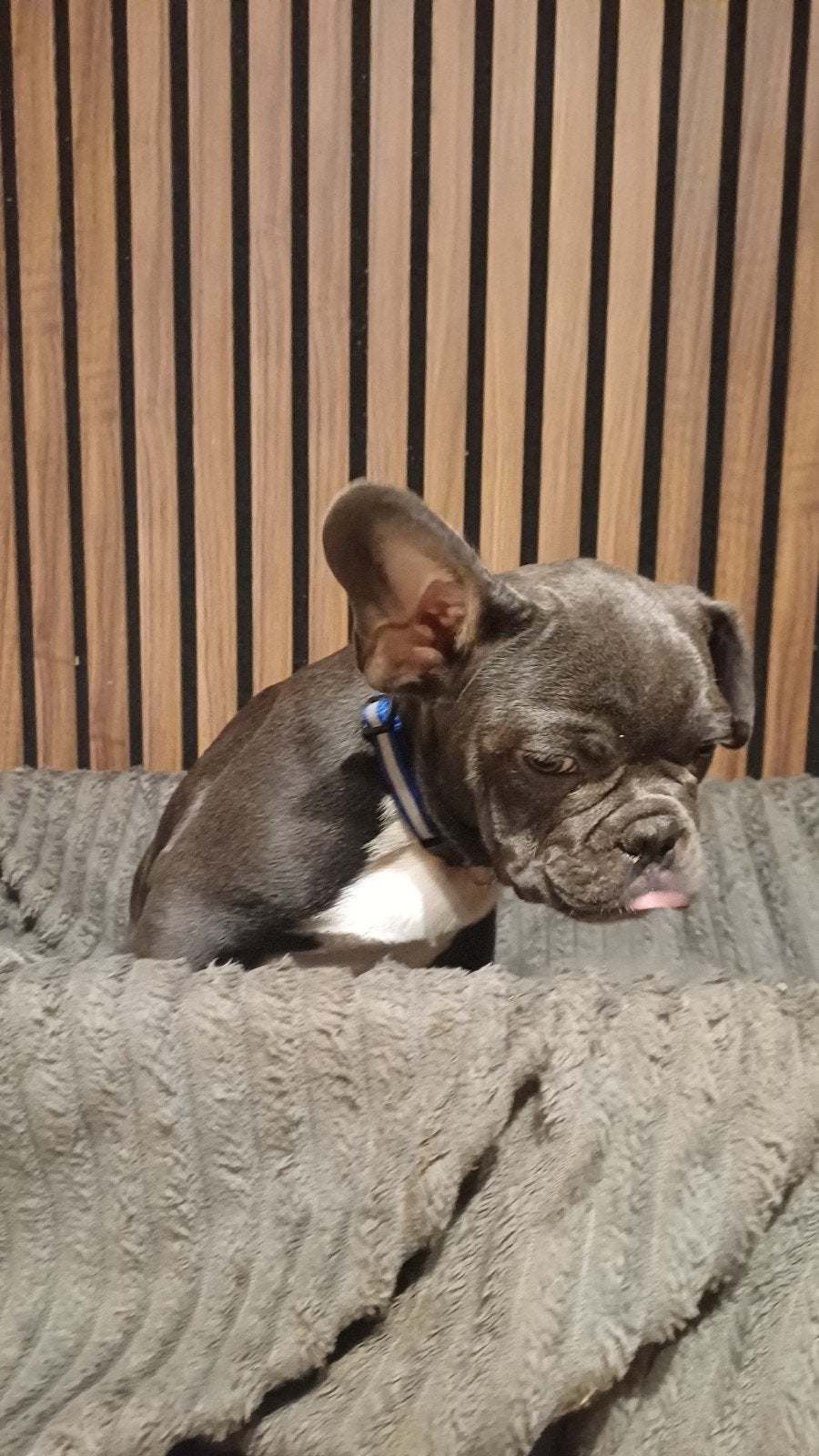 Franse bulldog Pups *blauw blue tan & fawn*, Particulier, 15 weken tot 1 jaar, Buitenland, Parvo
