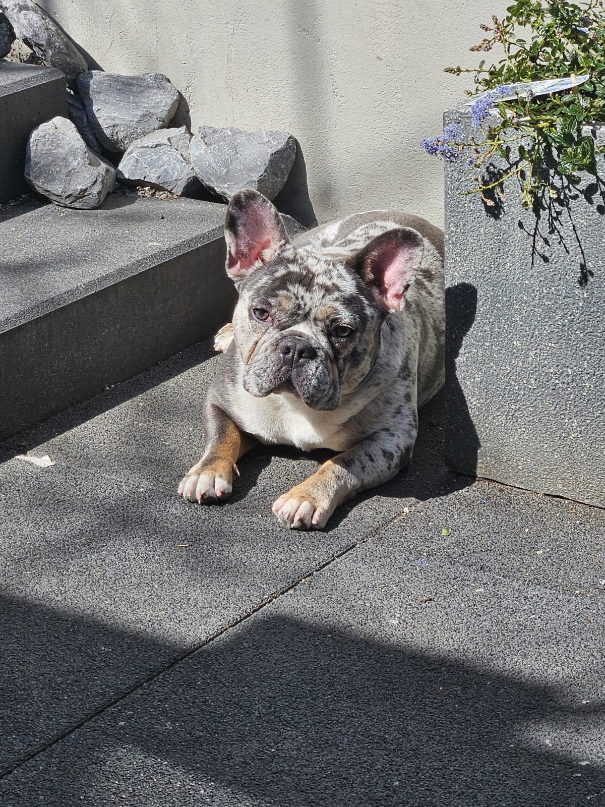 Franse bull reutje 2 jaar oud, zoekt gouden mandje, Reu, 1 tot 2 jaar, Bulldog, Eén hond