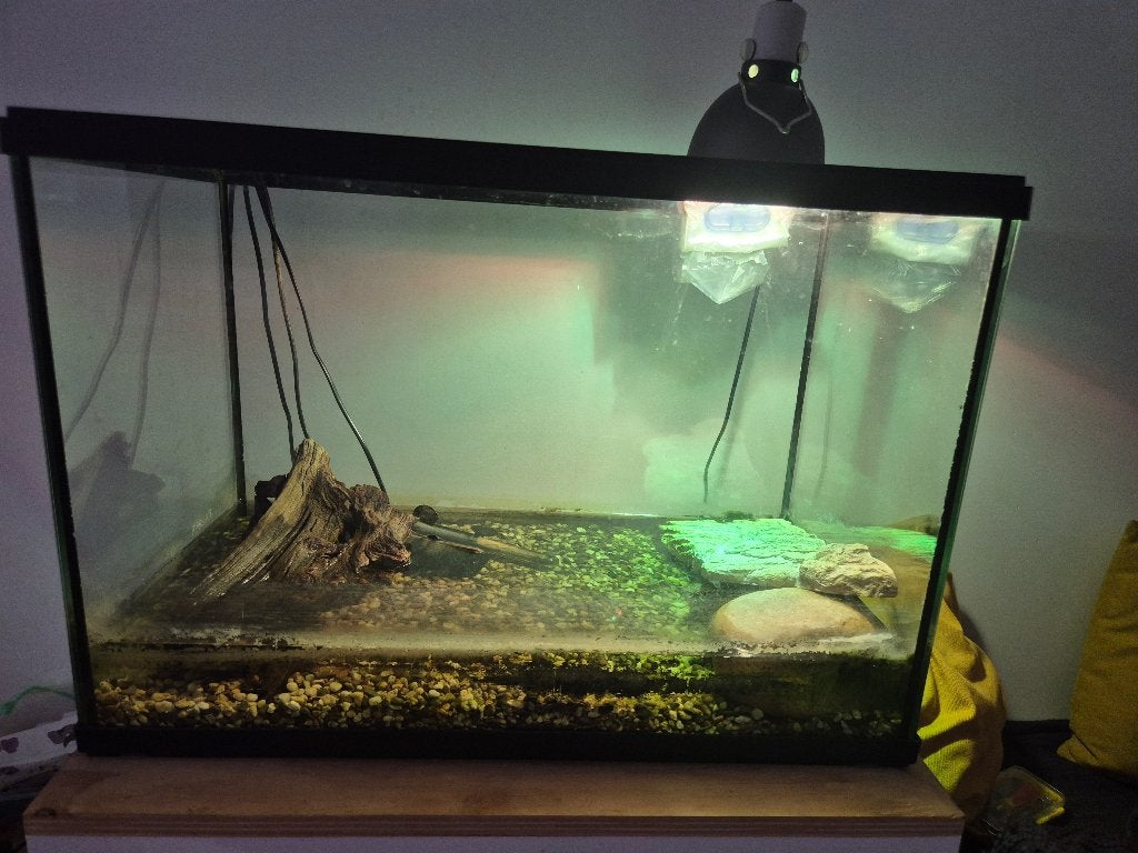 Schildpad met alle toebehoren, Schildpad, Met terrarium, 0 tot 2 jaar