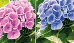 Blauwmaker hortensia's aluinpoeder 1kg 5 euro., Ophalen, Overige soorten, Halfschaduw