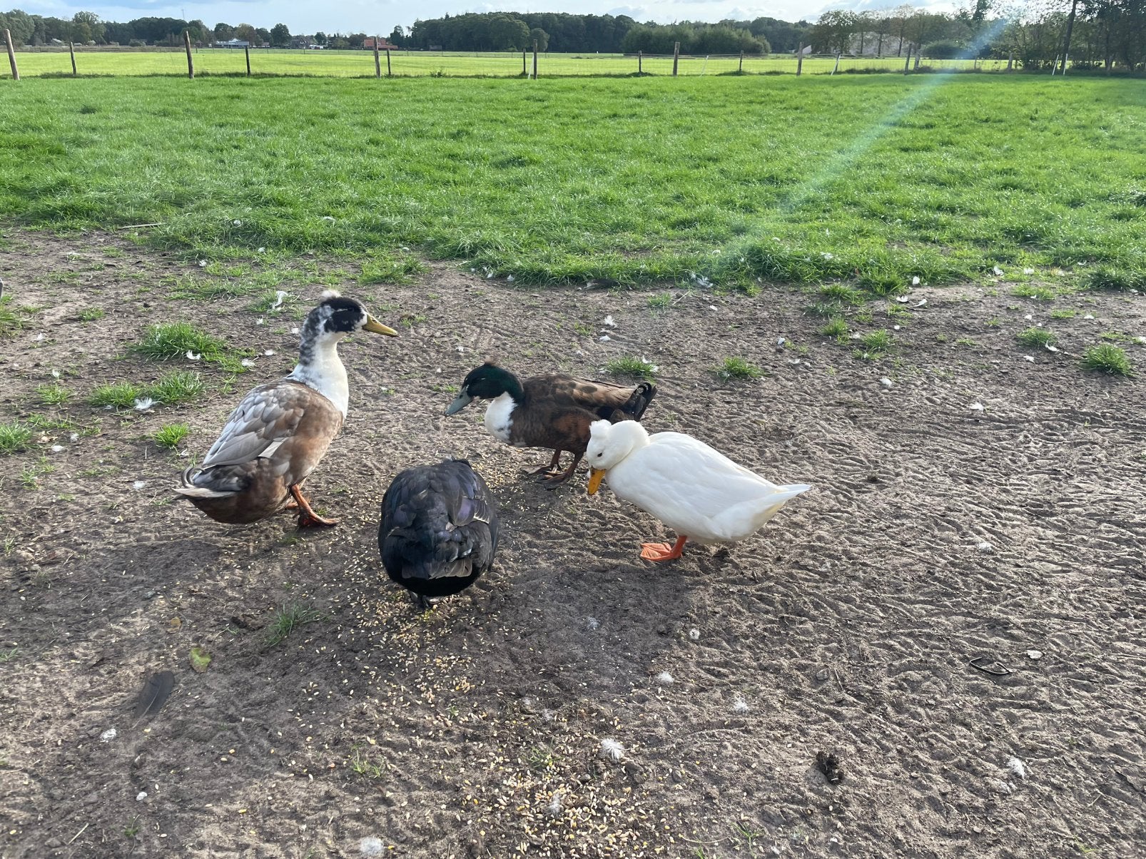 Oud Hollandse Kuifeenden, Dieren en Toebehoren, Mannelijk, Kip