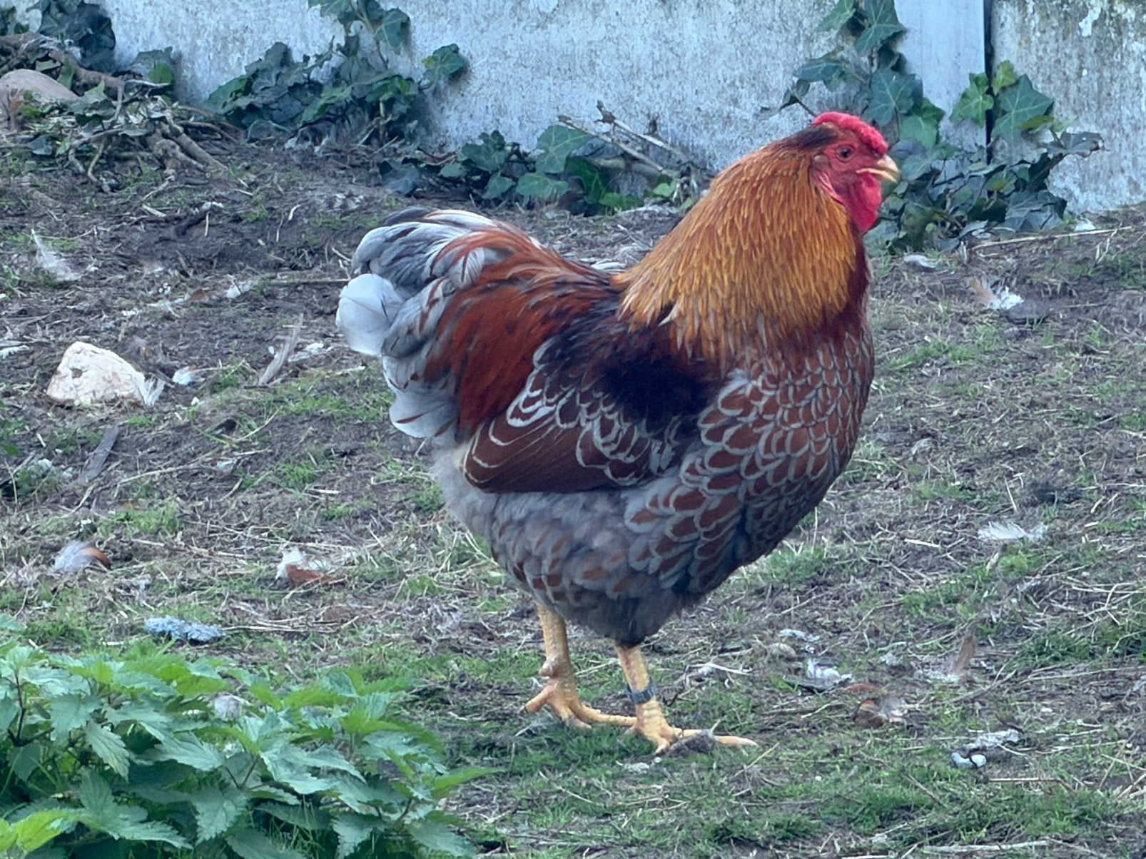 Wyandotte kriel hanen, Dieren en Toebehoren, Mannelijk, Kip