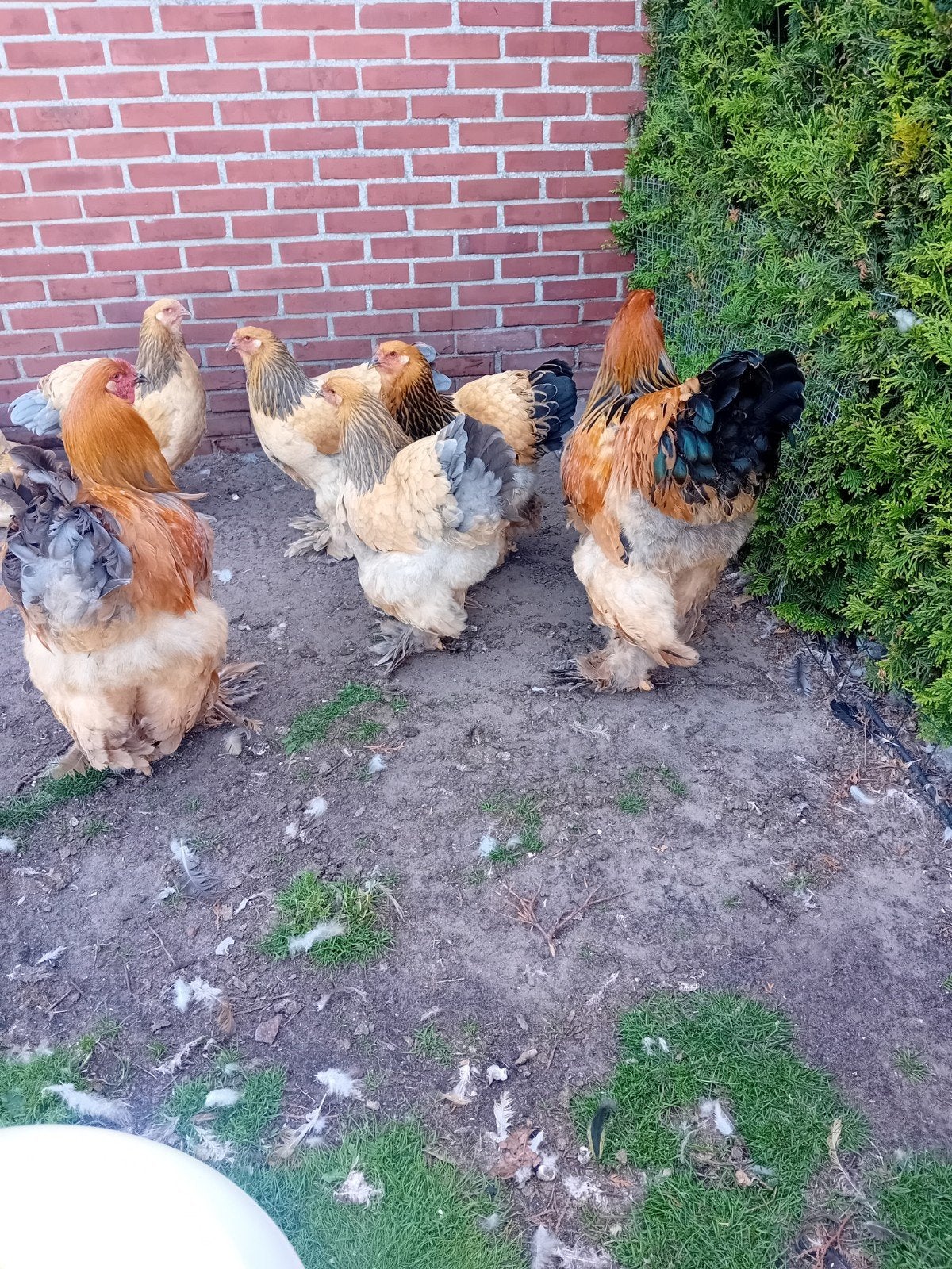 Brahma.s, Dieren en Toebehoren, Pluimvee, Meerdere dieren, Kip