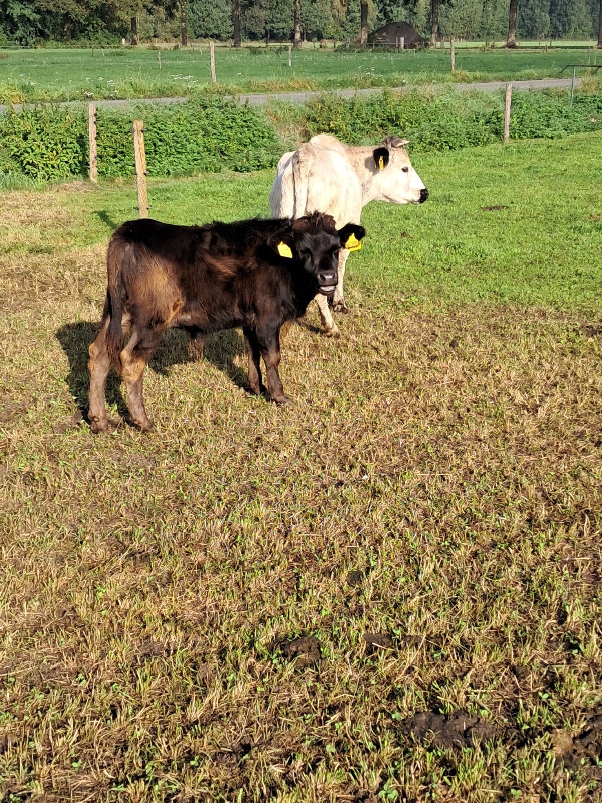 Minikoe Vaars en Stierkalf DH × BWL, Meerdere dieren