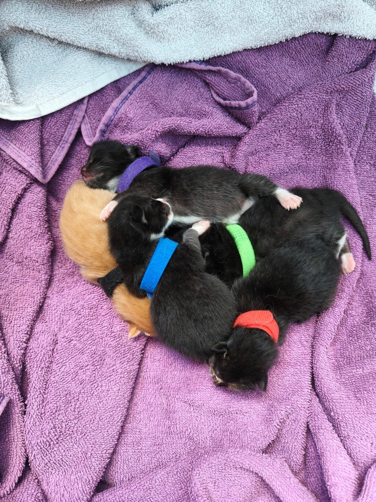 4 prachtige kittens, Dieren en Toebehoren, Meerdere dieren, 0 tot 2 jaar
