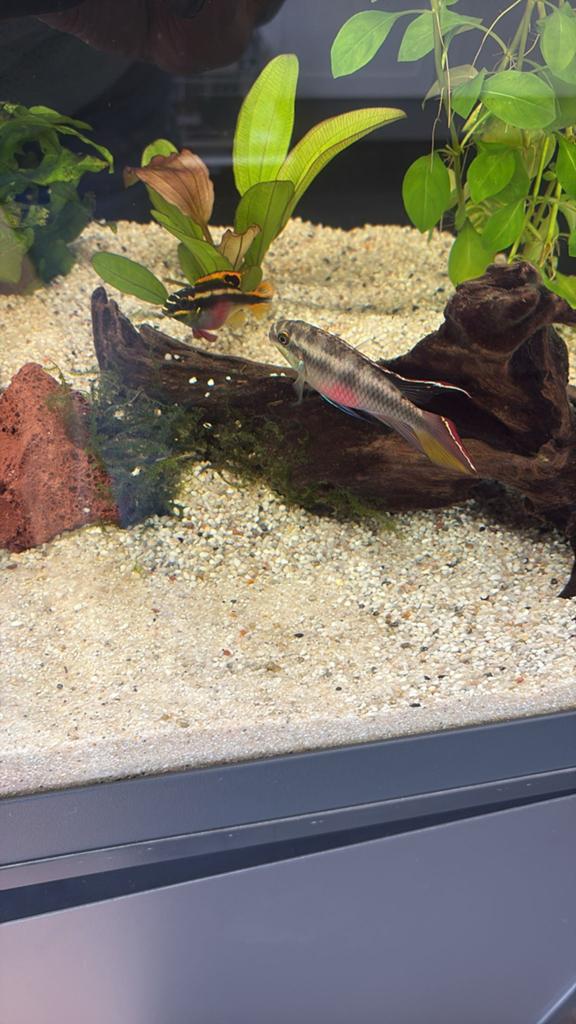 Paartje kersenbuiken (Pelvicachromis pulcher), Vis