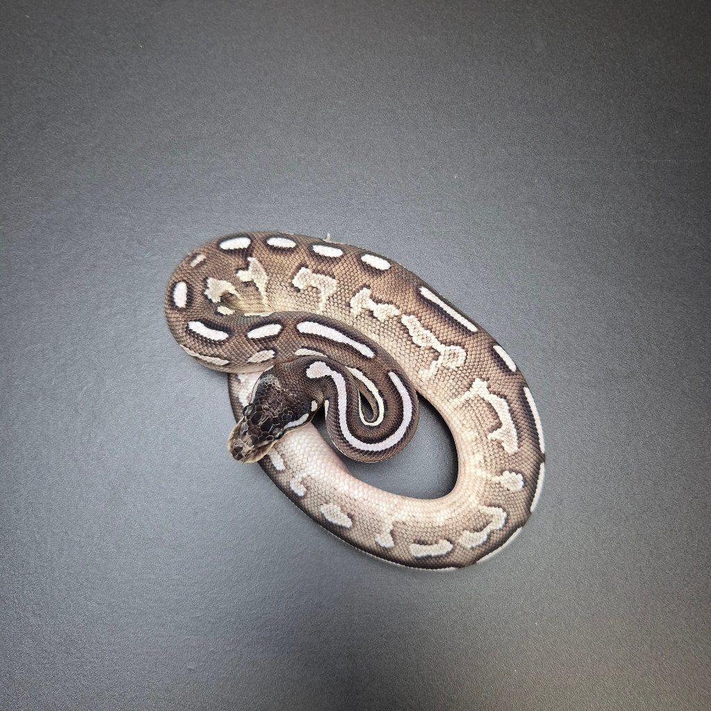 axanthic bongo mojave p. regius Ball Python - unknown for sale from Roundhog serpents
