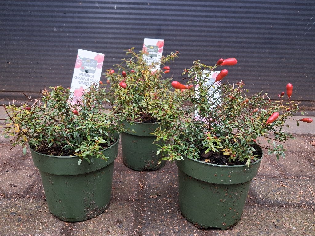 Punica Granatum 'Uniqa' - Dwerggranaatappel H: 25 cm., Tuin en Terras, Ophalen, Volle zon, Vaste plant, Zomer