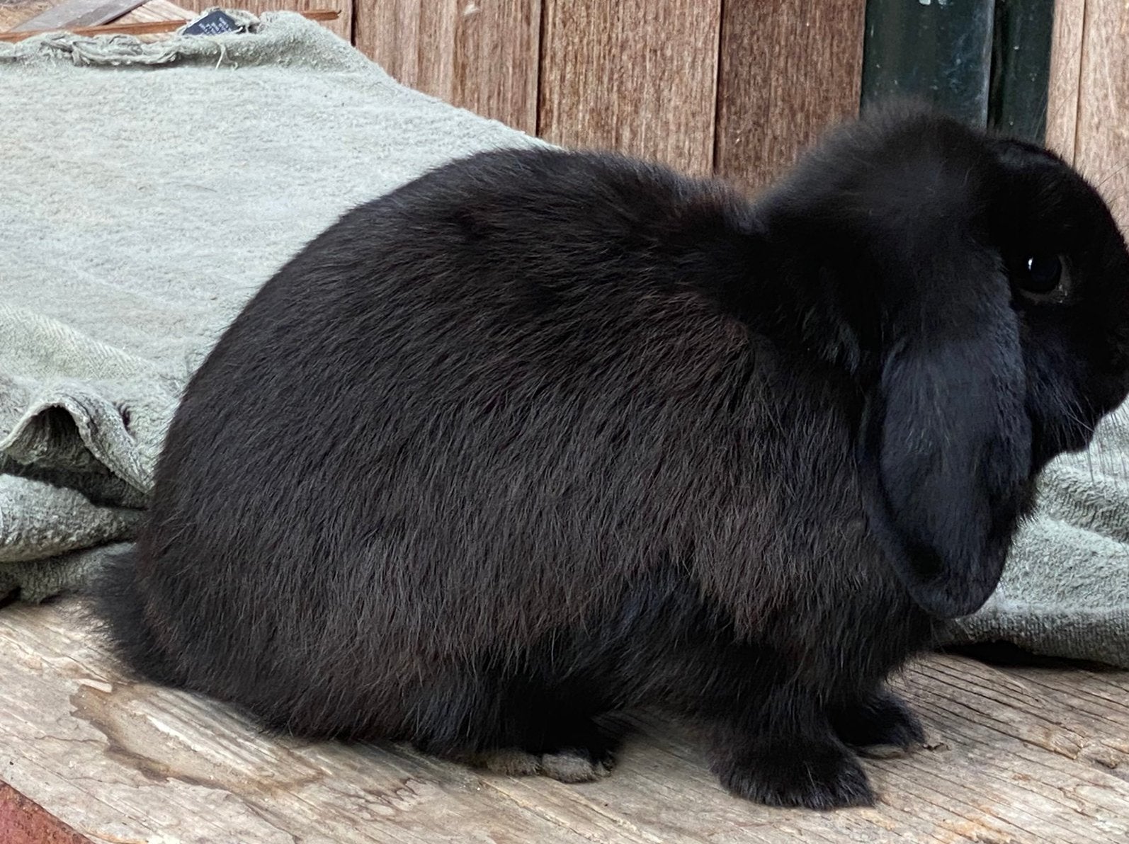 Dwerghangoor konijntjes Raszuiver. Blauwgrijs of zwart, Meerdere dieren, Dwerg, Hangoor, 0 tot 2 jaar