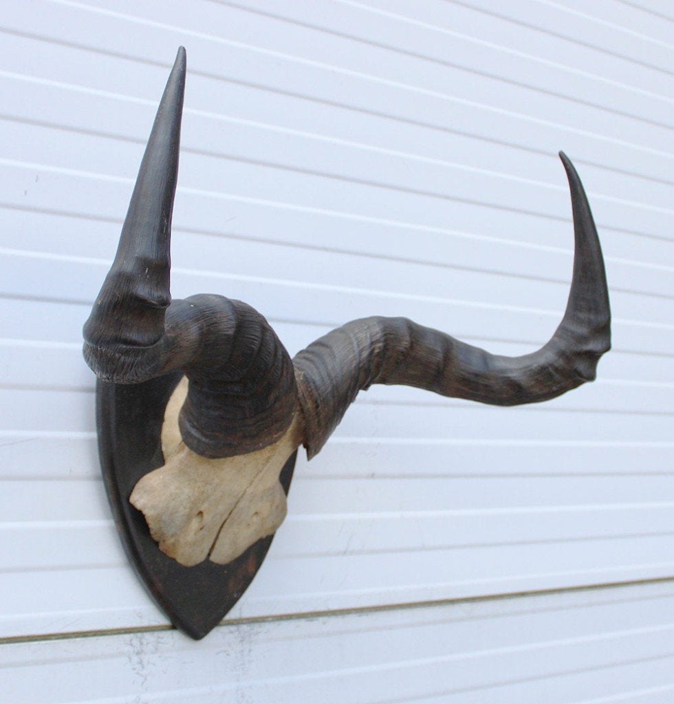 Antieke schedel CONGONI HARTEBEEST - rond 1900