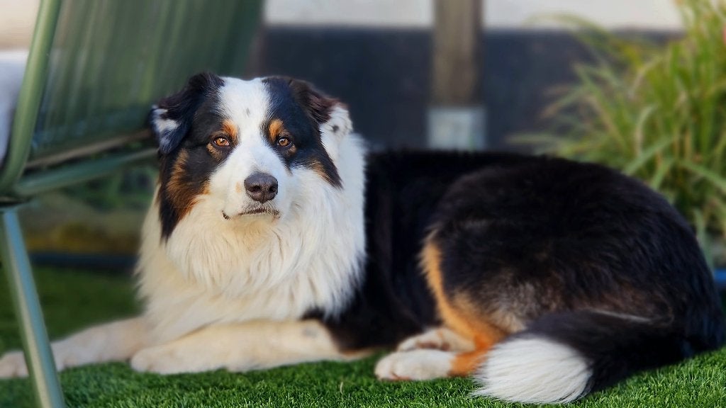 Australian Shepherd Black Tri Dekreu Getest Pups, Dieren en Toebehoren, Reu, Parvo, Eén hond, 3 tot 5 jaar