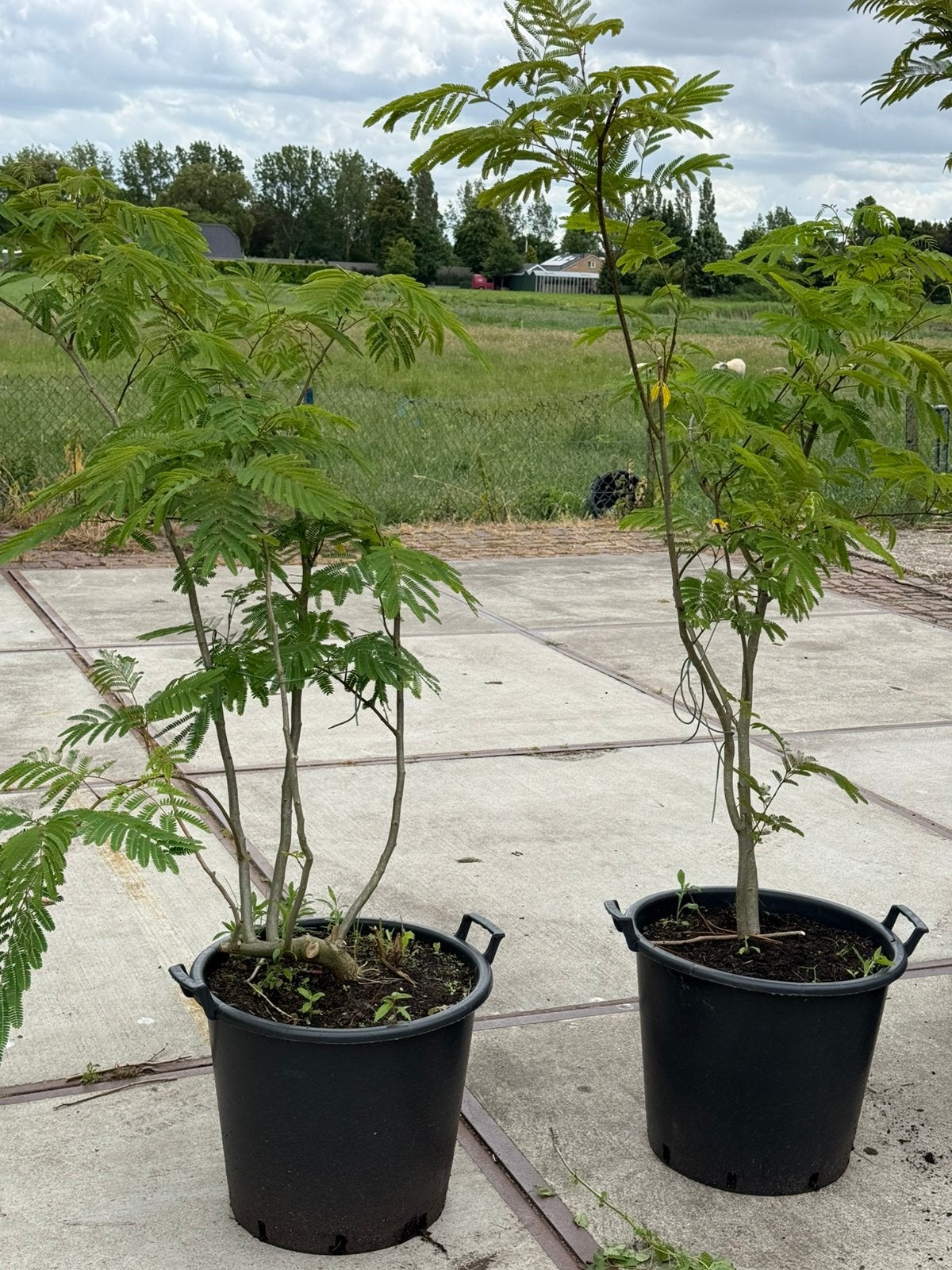 Albizia roze meerstammig  sommige al vol in knop wees snel, Vaste plant, Halfschaduw, Zomer, Ophalen