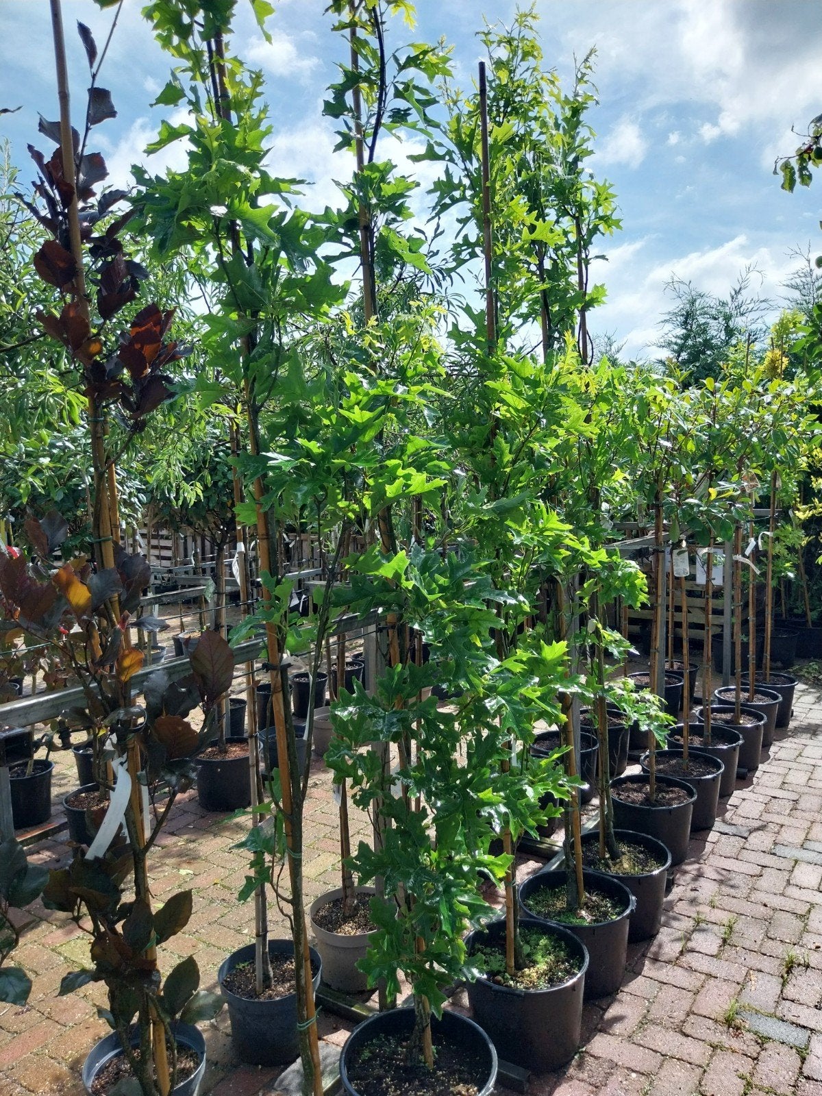 Zuilvormige Moeraseik (Quercus palustris 'Green Pillar'), Tuin en Terras, Planten | Bomen, Lente, 250 tot 400 cm, Zuilboom, Ophalen