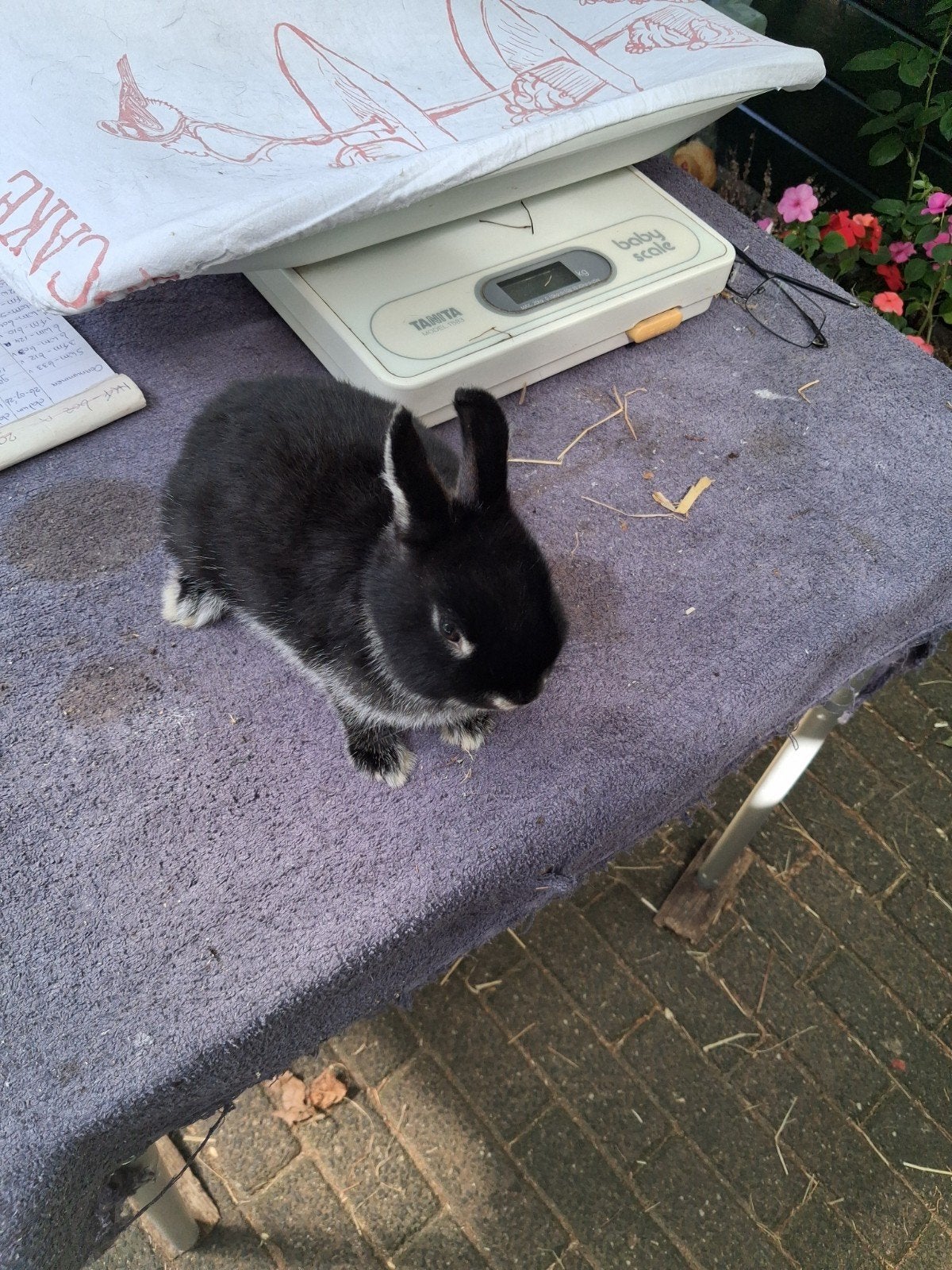 dwergkonijn, Dieren en Toebehoren, Konijnen, Mannelijk, Dwerg, 0 tot 2 jaar