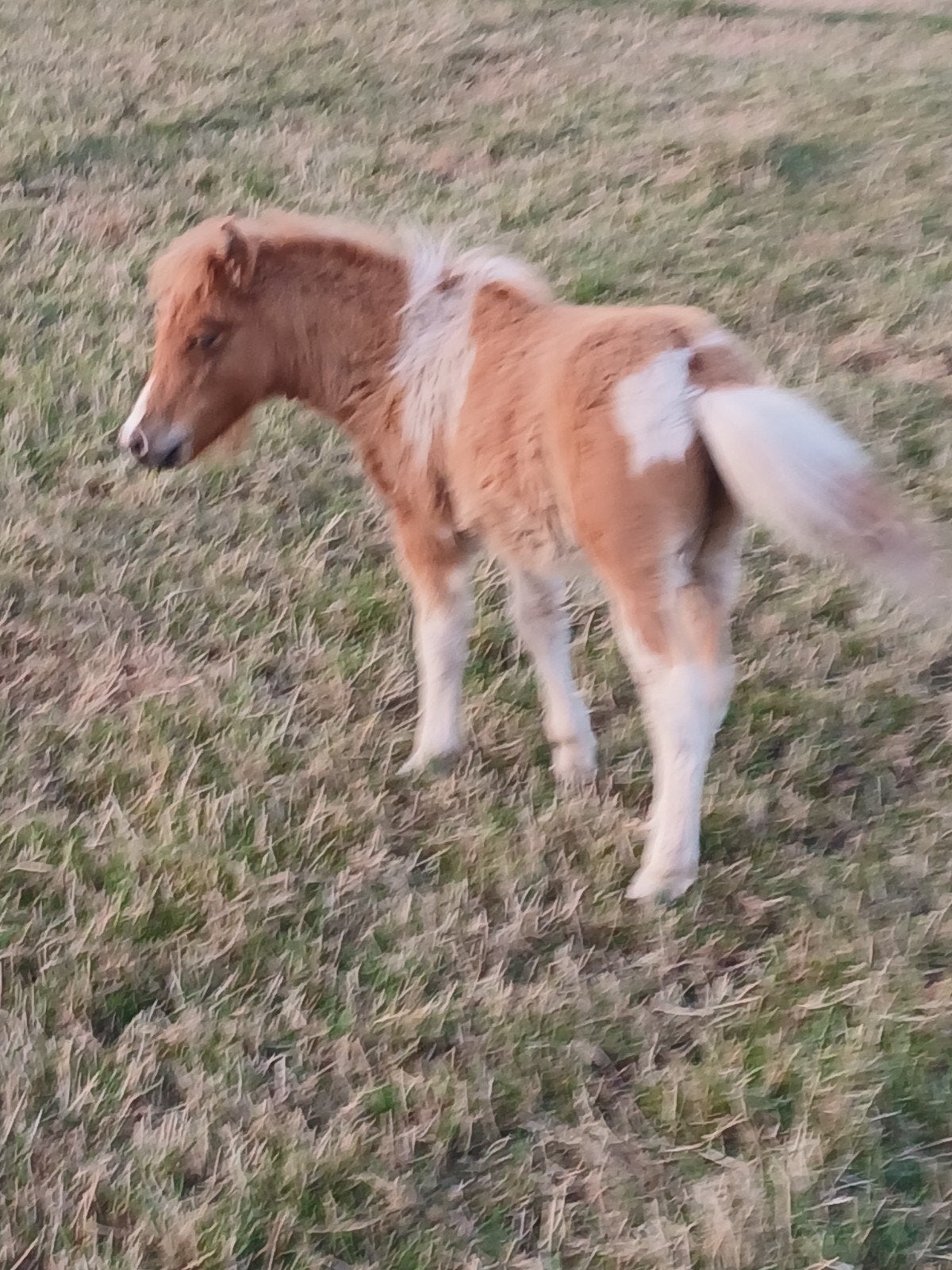 Pony hengst, Hengst