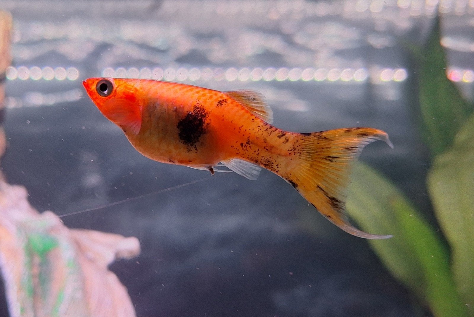 Groot vissenbestand te koop, Vis, Zoetwatervis
