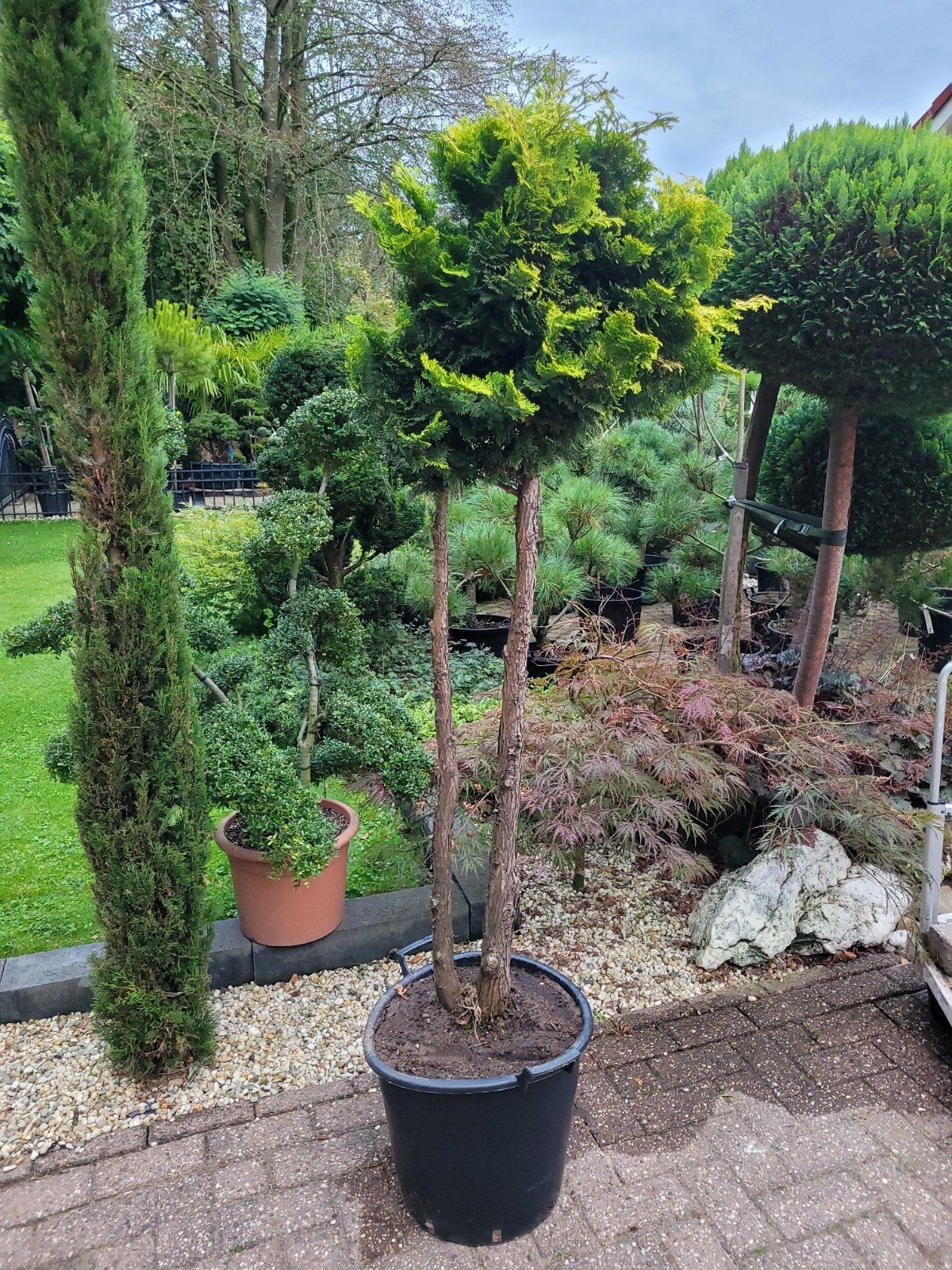 Meerstammige Vormsnoei - Unieke Tuinblikvanger, Vaste plant, Bloeit niet, Halfschaduw, Ophalen