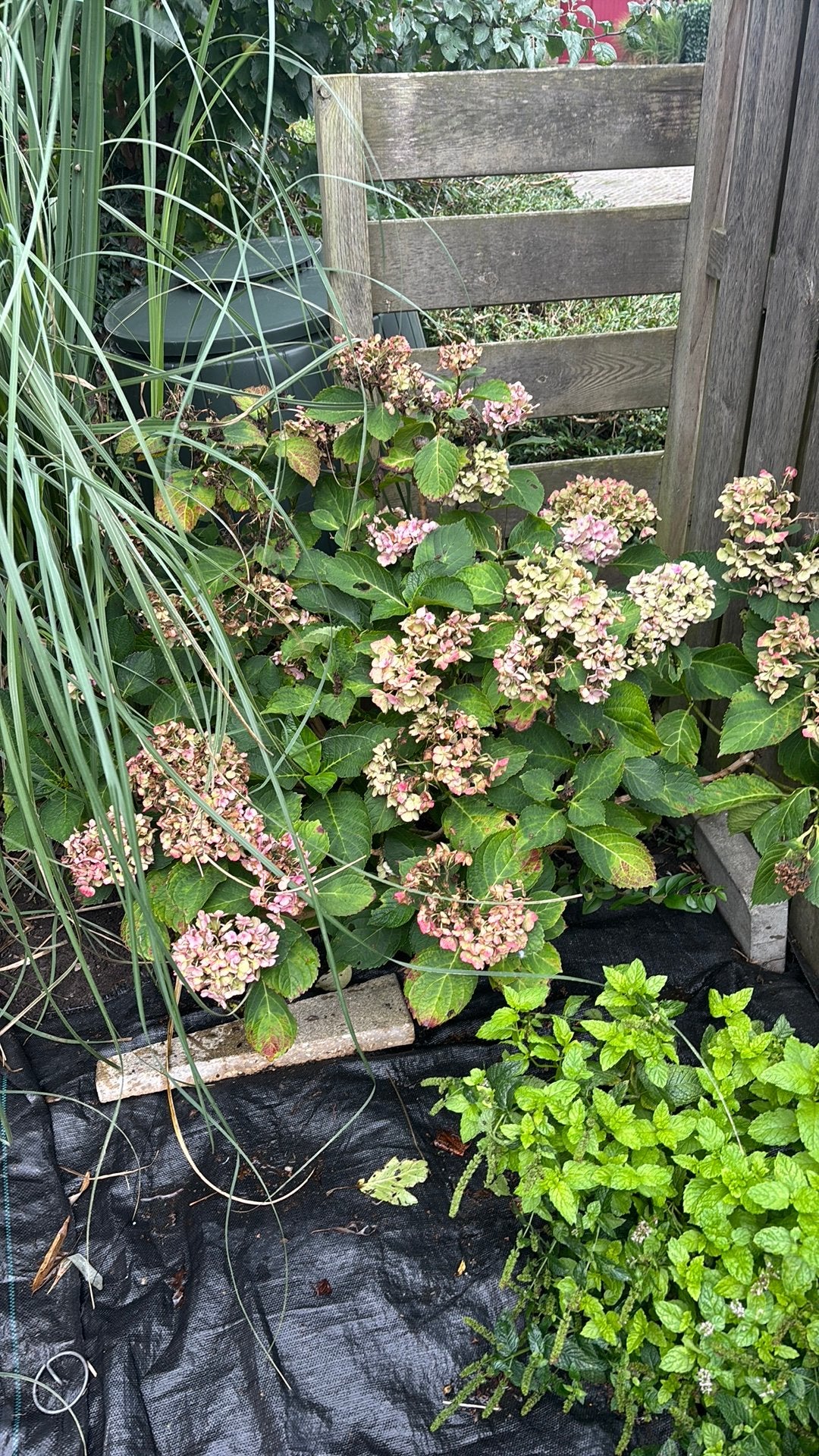 Hortensia, Tuin en Terras, Ophalen, Overige soorten, Halfschaduw