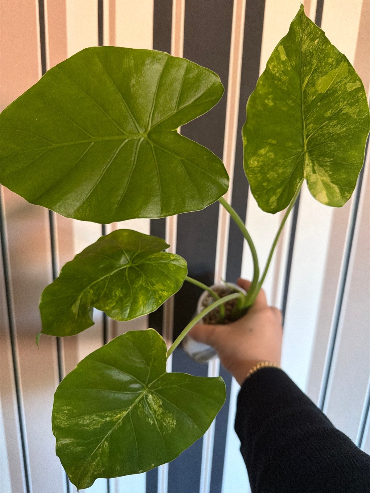 Alocasia Gageana Aurea - Olifantsoor, Huis en Inrichting, Ophalen of Verzenden