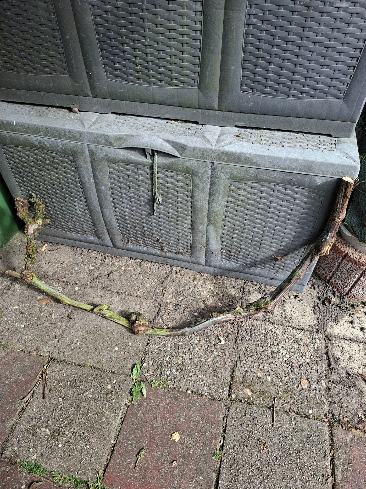 Tak decoratie druiven tak, Ophalen, Hout, Overige typen
