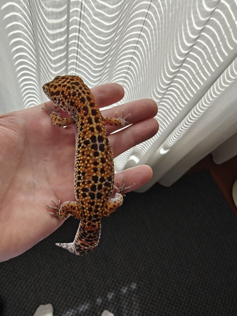 Luipaard gekko inclusief terarrium Leopard Gecko photo 7