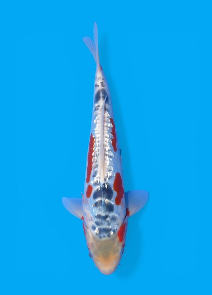 Super uniek GINRIN SUSHUI tosai nieuw japanse koi Heeschkoi, Dieren en Toebehoren, Vissen | Vijvervissen, Karper of Koi