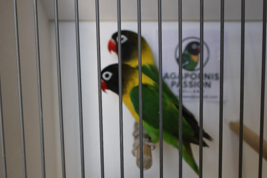 Koppel Agapornis Personatus, Meerdere dieren, Dwergpapegaai of Agapornis, Geringd