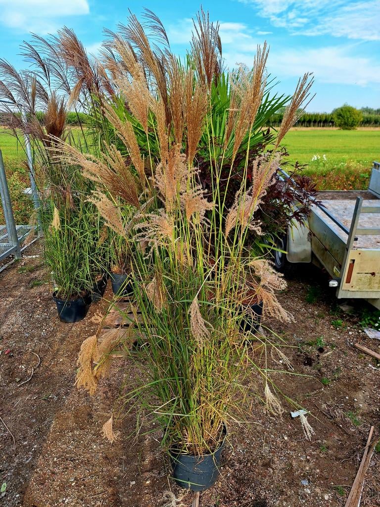 Miscanthus sinensis 'Ferner Osten'🌿 (sierriet), Ophalen, Halfschaduw, Overige soorten