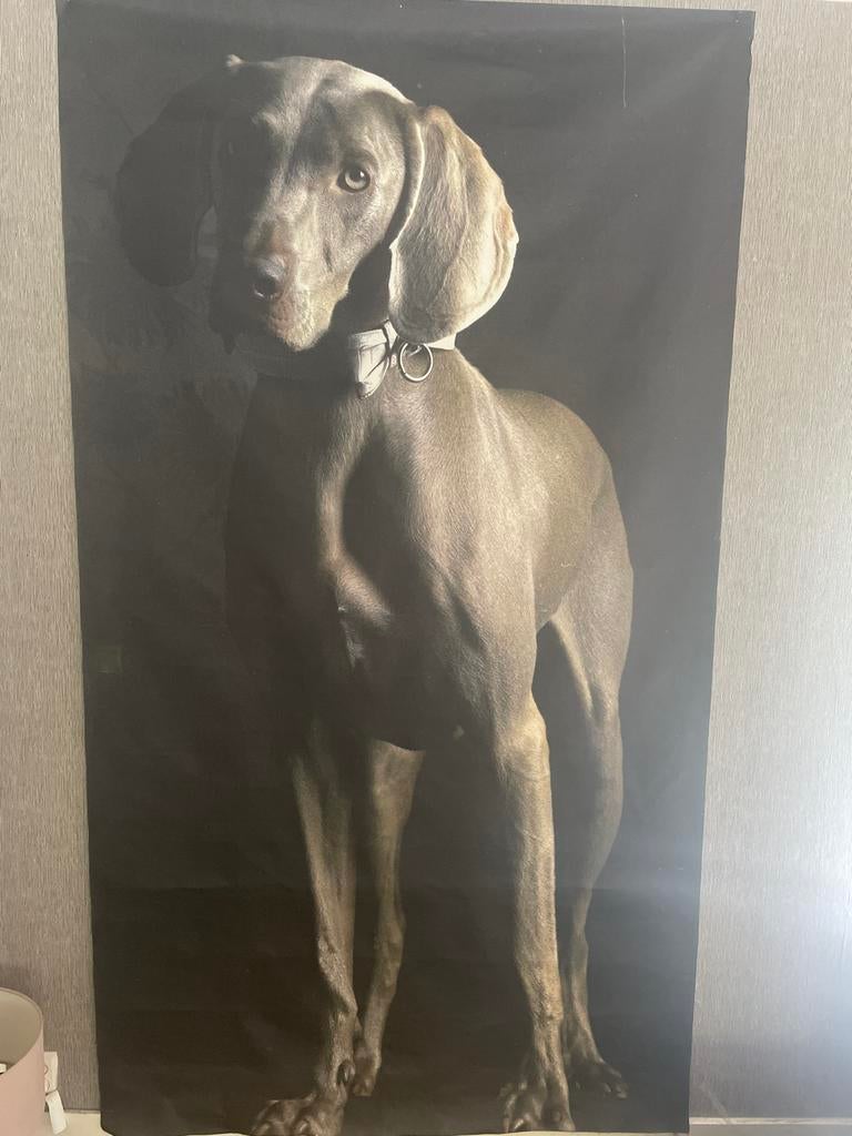 XXL Weimaraner poster op vrachtwagendoek afm; 135 x 240 cm, Gebruikt, Ophalen of Verzenden, Grijs, Modern