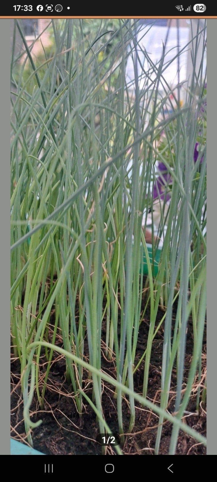 Laatste preiplanen, Ophalen, Volle zon, Groenteplanten, Eenjarig