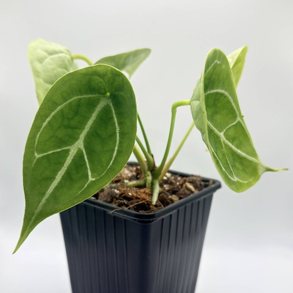 Anthurium Forgetii Silver, Verzenden, Halfschaduw, Minder dan 100 cm