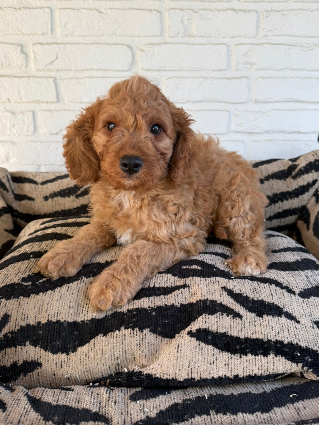 Cavapoo pups, Parvo, Nederland, Overige rassen, 8 tot 15 weken