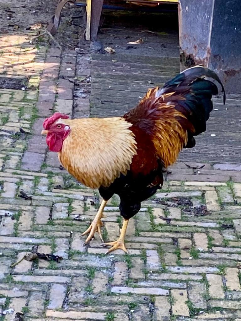 Mooie haan, Dieren en Toebehoren, Mannelijk, Kip