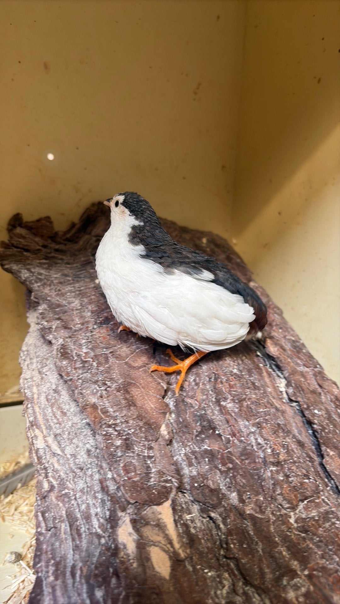 Chinese dwergkwartel haan, Dieren en Toebehoren, Mannelijk