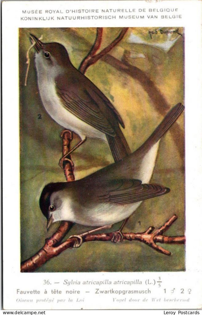Zwartkopgrasmus / Eurasian Blackcap – Nº 36 – (KBIN / IRSNB), Verzenden, 1940 tot 1960, Ongelopen, Vogel