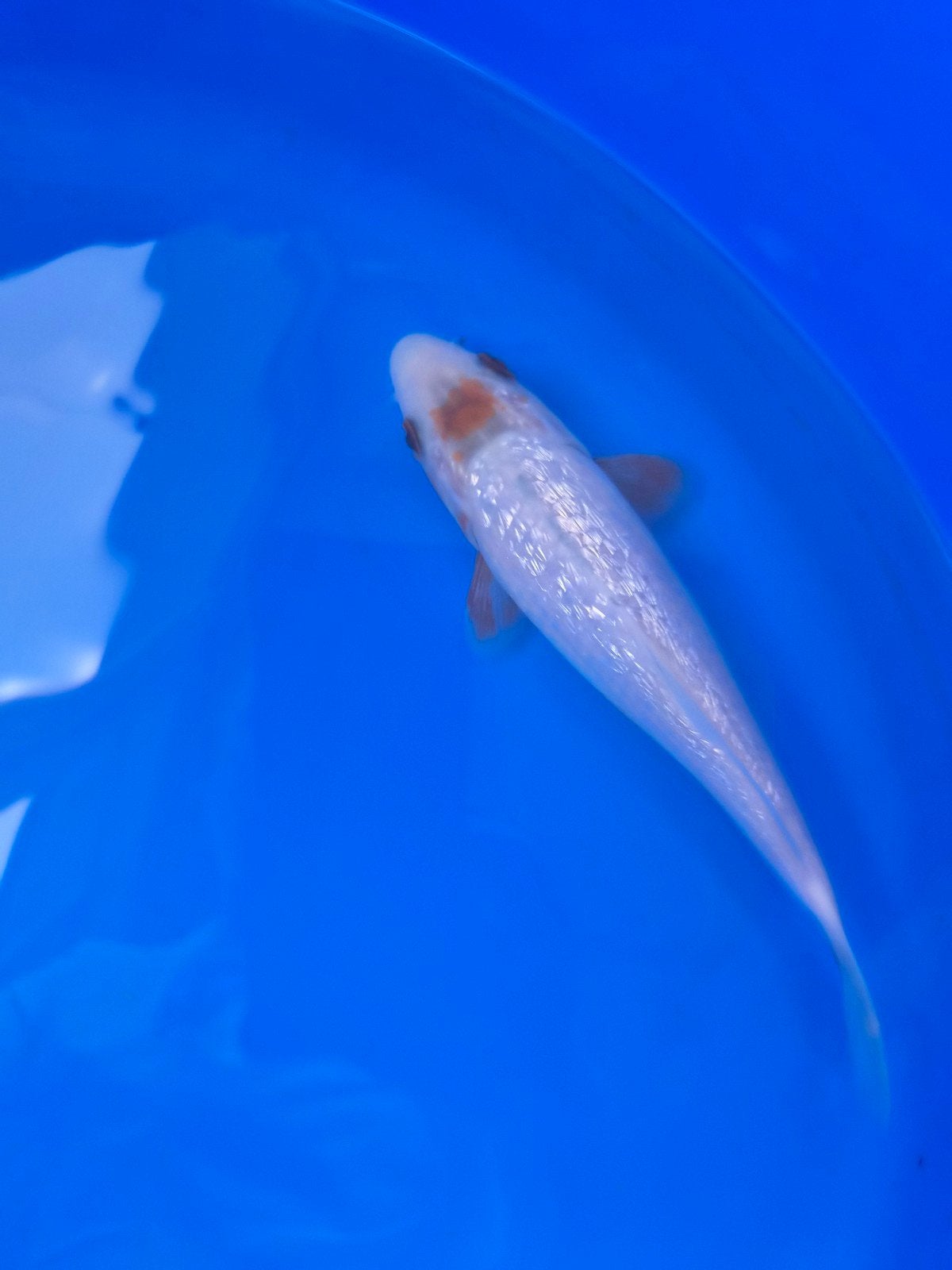 yamaju yuki maruten ginrin asagi **** 20 a  22 cm, Dieren en Toebehoren, Karper of Koi