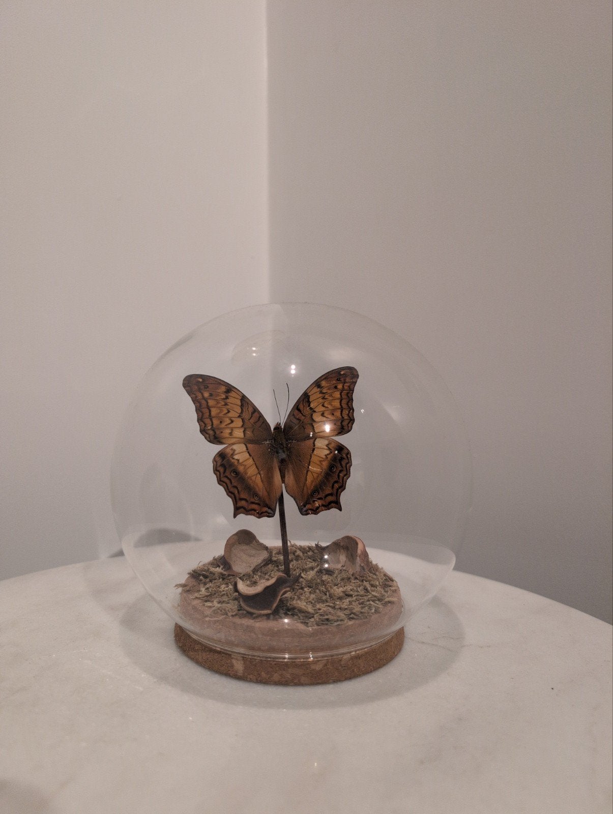 Vlinder in natuurlijke stolp - Uniek decoratiestuk, Overige stijlen, Onbekend, Ophalen of Verzenden, Zo goed als nieuw