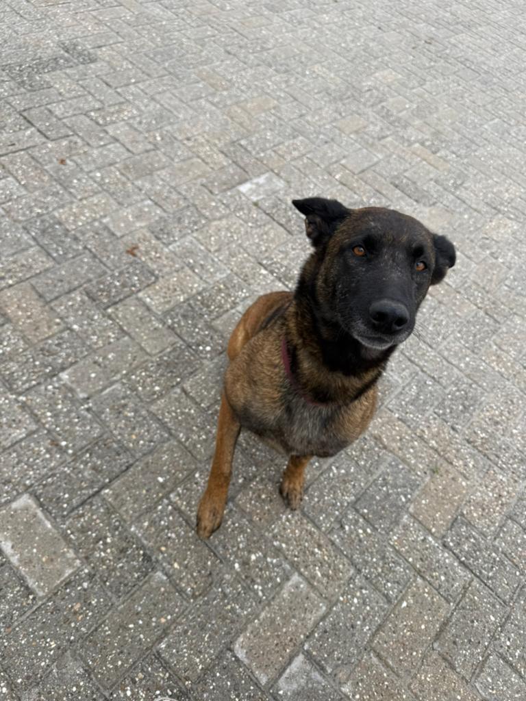 Wij zoeken een nieuw huis voor Zoë, onze mechelse herder, Teef, Eén hond, 3 tot 5 jaar, Herder