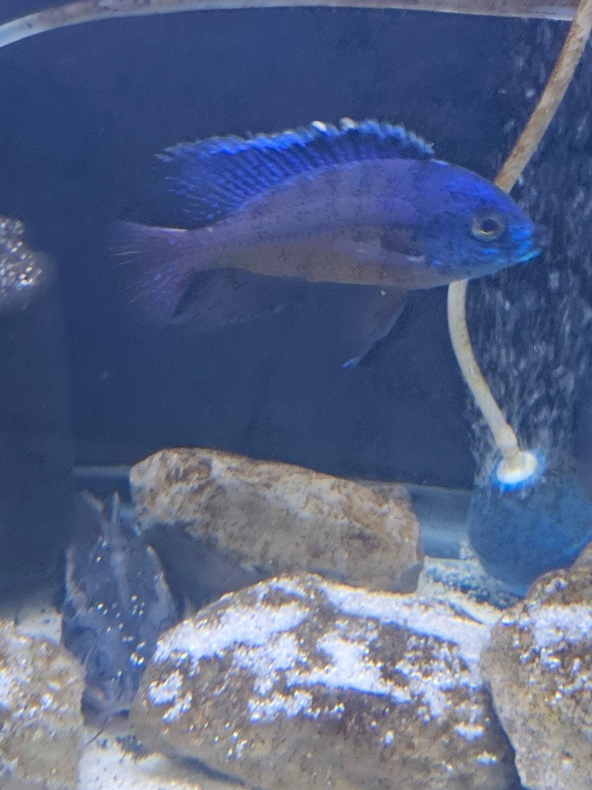 Protomelas taeniolatus board zulu  red empress, Dieren en Toebehoren, Vis