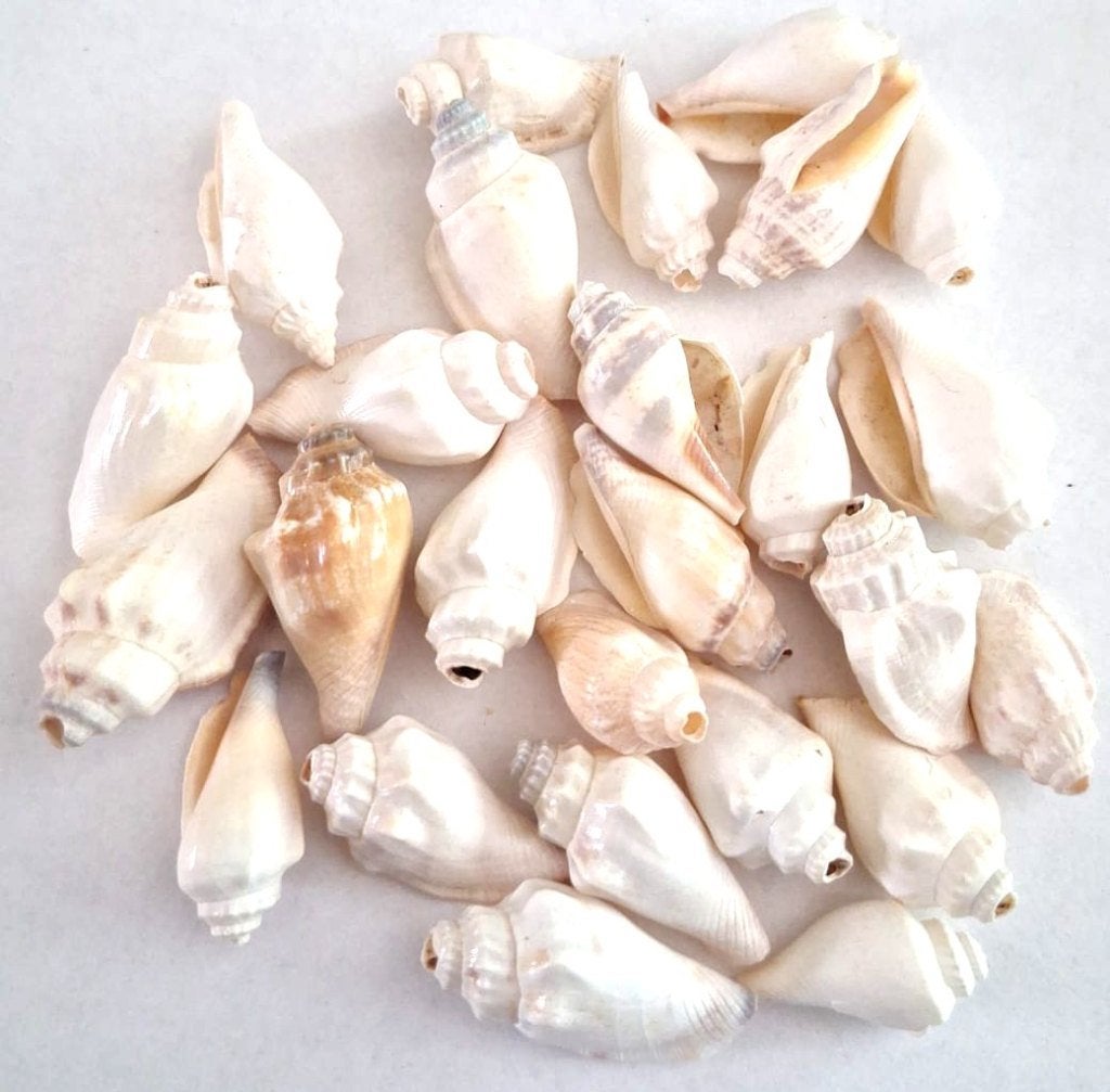 Partij met 25 grote schelp hangers 2-3 cm, Verzenden, Nieuw, Kraal