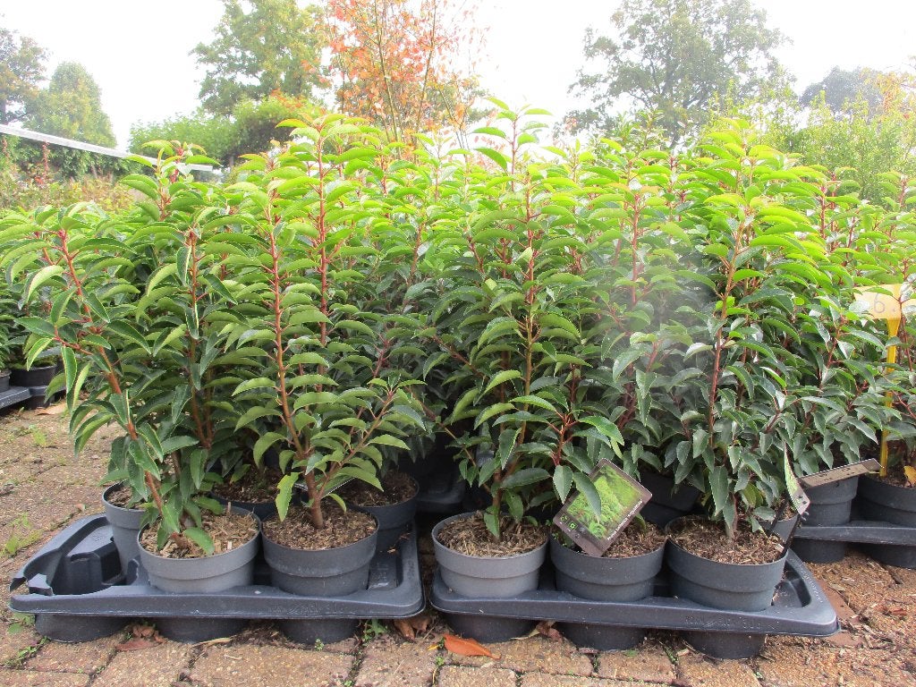 Aanbieding: Portugese Laurier 40/60 cm, Ophalen, Laurier, Haag, Minder dan 100 cm