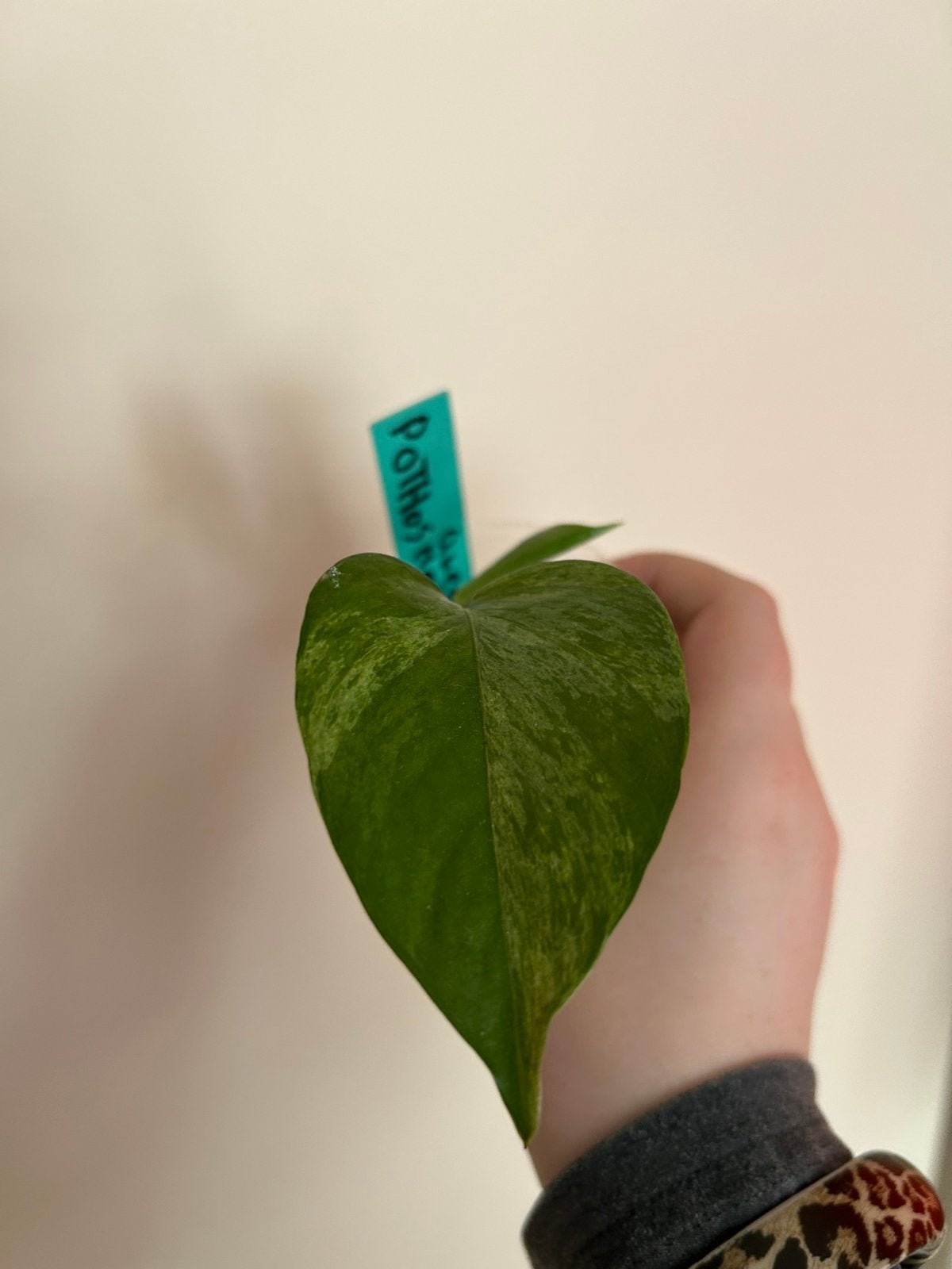 Epiprenum marble queen, Huis en Inrichting, Kamerplanten, Ophalen, Overige soorten, In pot, Minder dan 100 cm